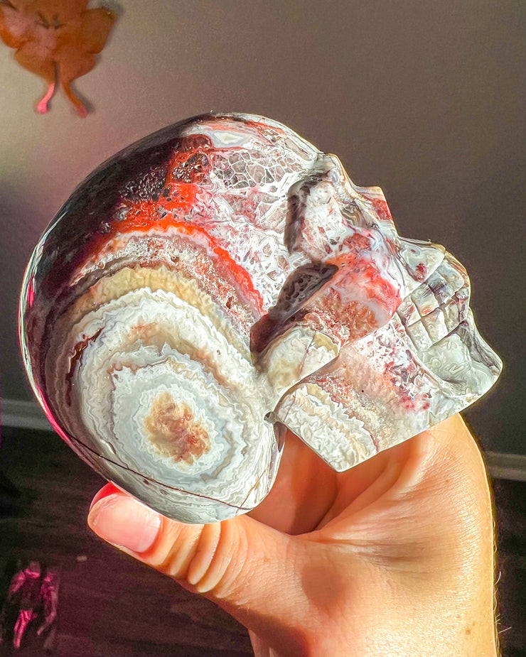 Mexican Crazy Lace Agate Banded Skull - Statement Crystal