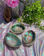 Albalone Shell {Cleansing /Offerings Bowl}